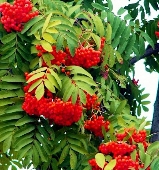 Фото плоду рослини - Горобина звичайна 